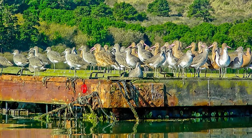 Shorebirds resting on an old pier at high tide on Humboldt Bay in Eureka, California