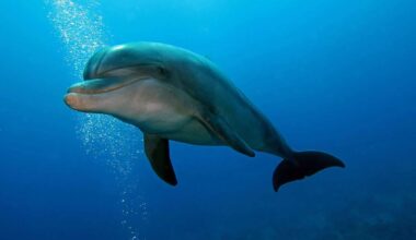 A dolphin in Australia steals food from fish in the grossest way - Boing Boing