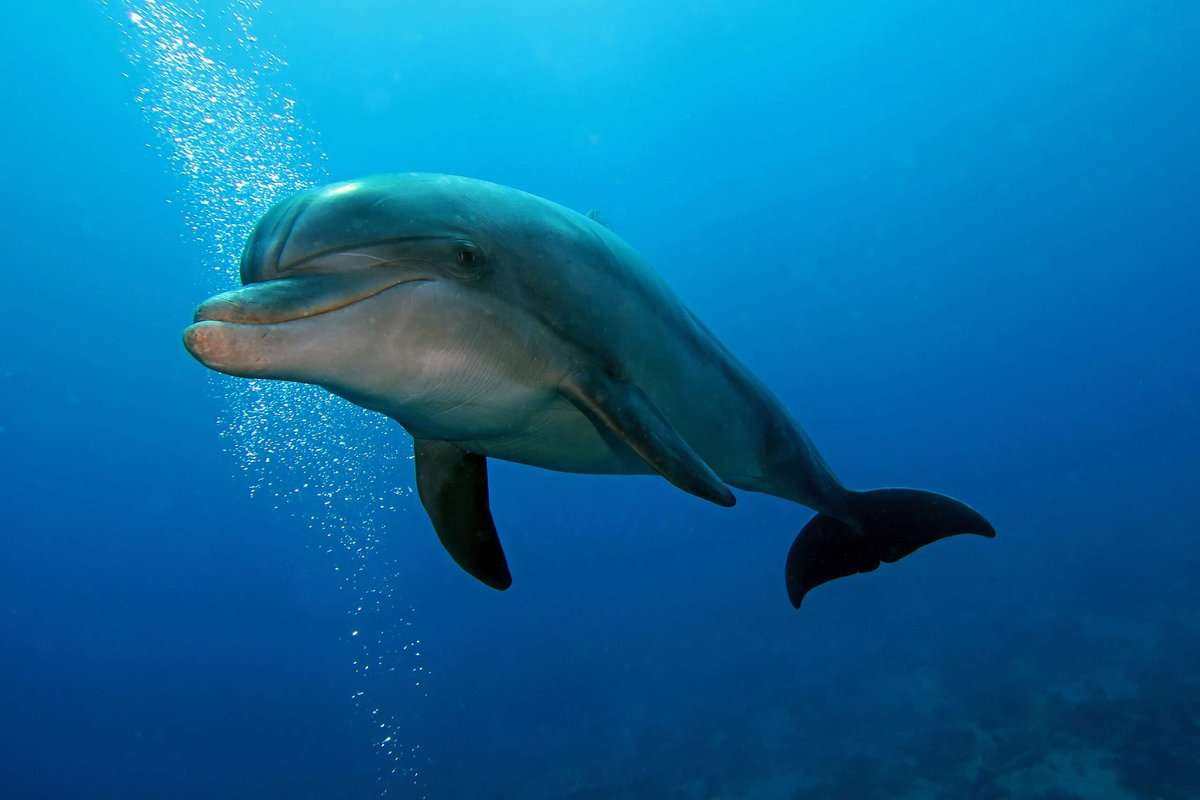 A dolphin in Australia steals food from fish in the grossest way - Boing Boing