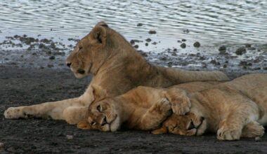 Lion cubs rest by the shores of Tanzania's Lake Ndutu in the Ngorongoro Crater Conservation area in 2007. Pic: Reuters
