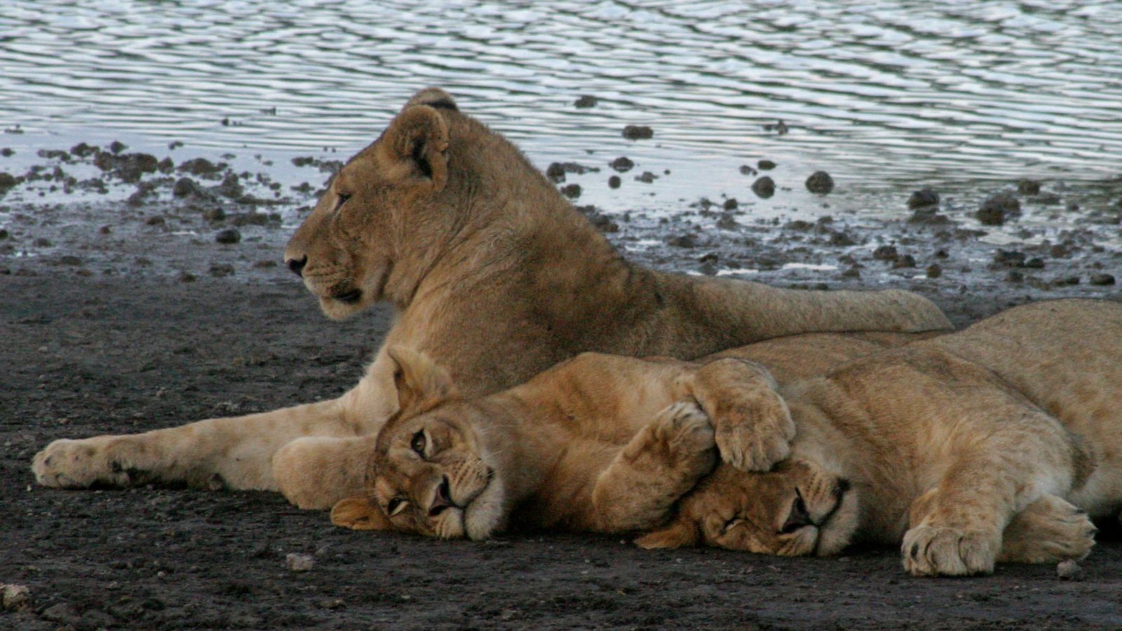 Lion cubs rest by the shores of Tanzania's Lake Ndutu in the Ngorongoro Crater Conservation area in 2007. Pic: Reuters