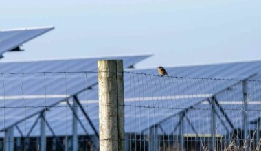 A yellowhammer perched on a solar panel above wildflowers at a solar farms breeding birds site in the East Anglian Fens, solar farms built