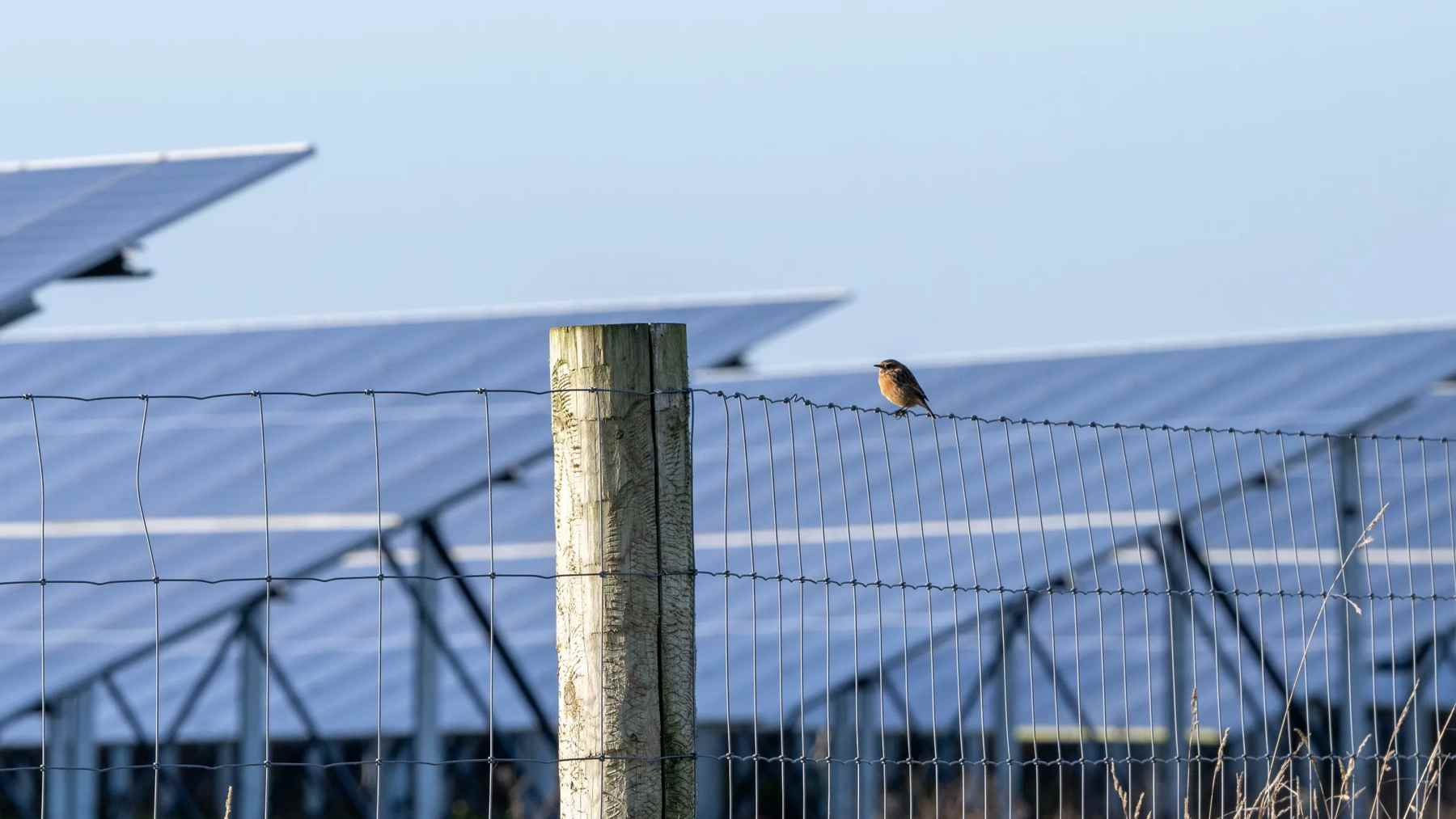 A yellowhammer perched on a solar panel above wildflowers at a solar farms breeding birds site in the East Anglian Fens, solar farms built