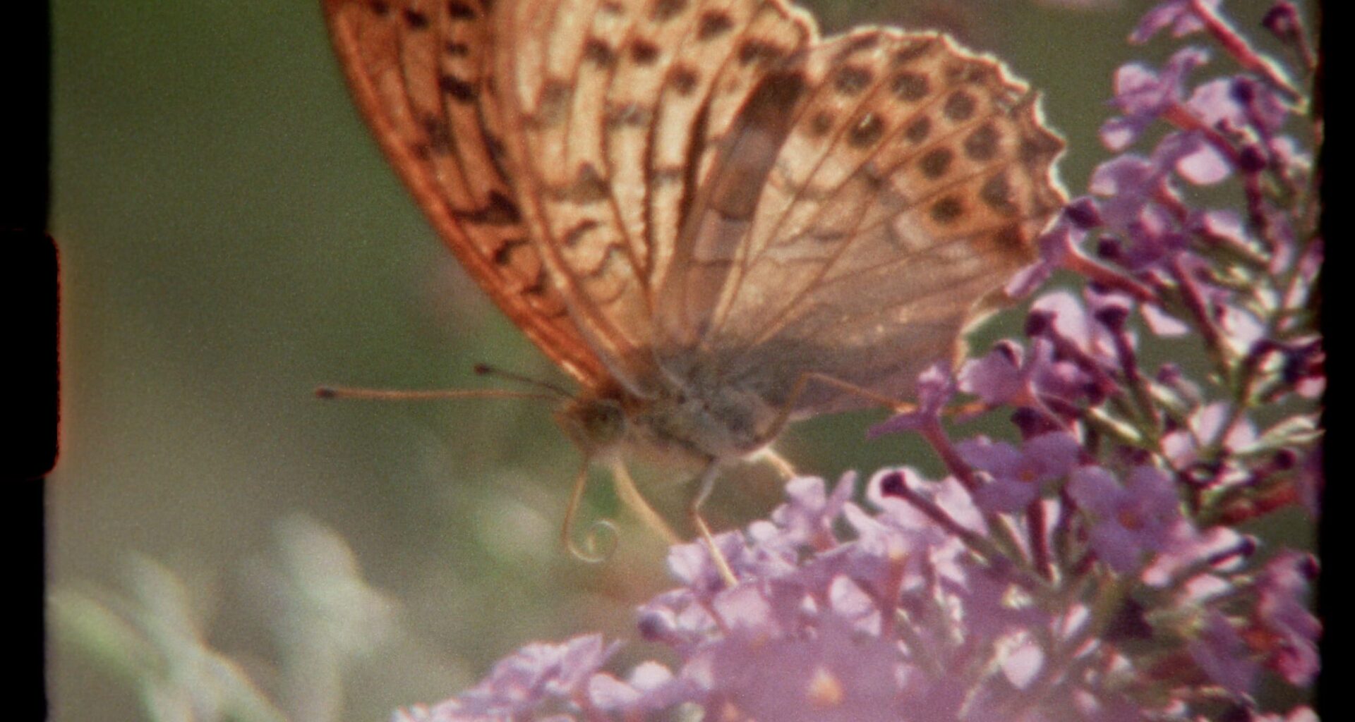 Silver-washed Fritillary butterfly in close-up feeding from purple flowers, filmed on Super 8.