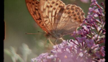 Silver-washed Fritillary butterfly in close-up feeding from purple flowers, filmed on Super 8.