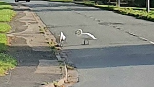 swans on the road