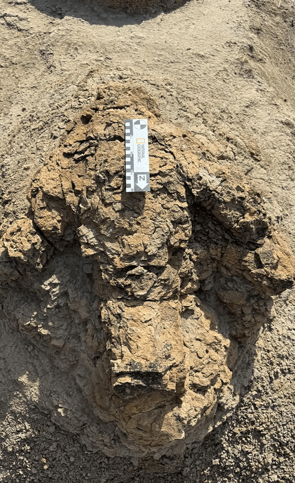 T-Rex footprint