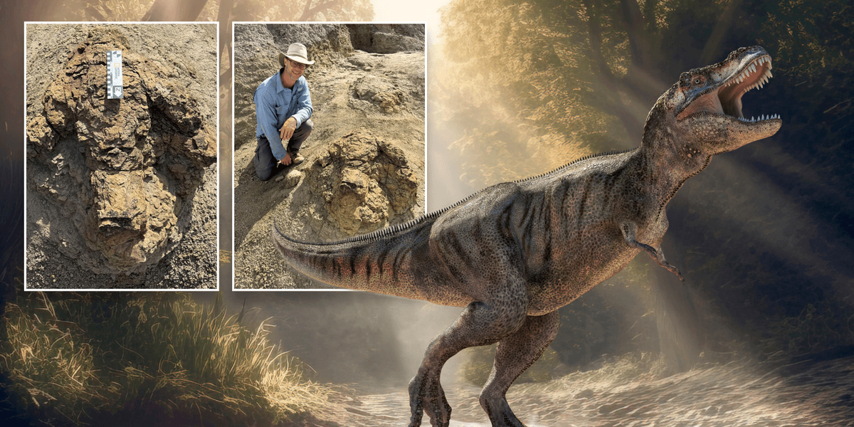 T-Rex footprint trail thought to be world's first found by schoolteacher in astonishing dinosaur discovery