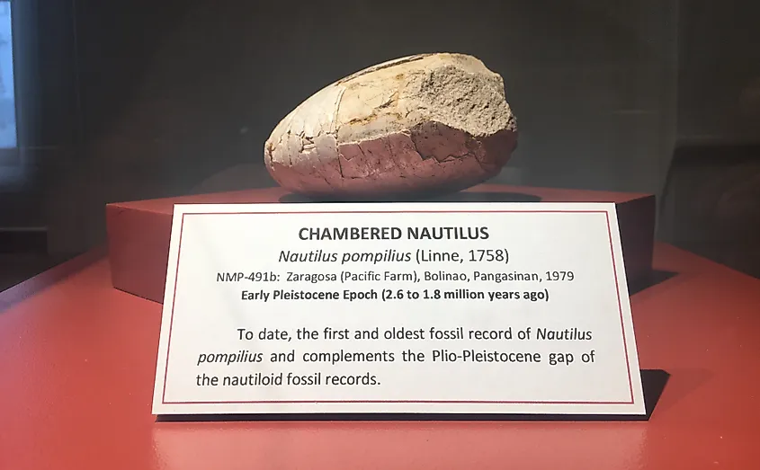 The first and oldest fossil of chambered nautilus displayed at Philippine National Museum