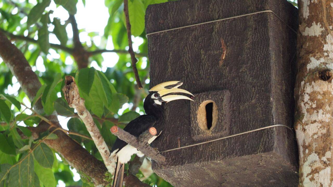 Hornbill showing interest in the artificial nest. Image Credit: The Earth Prize The nest design was developed to solve the weaknesses of older options