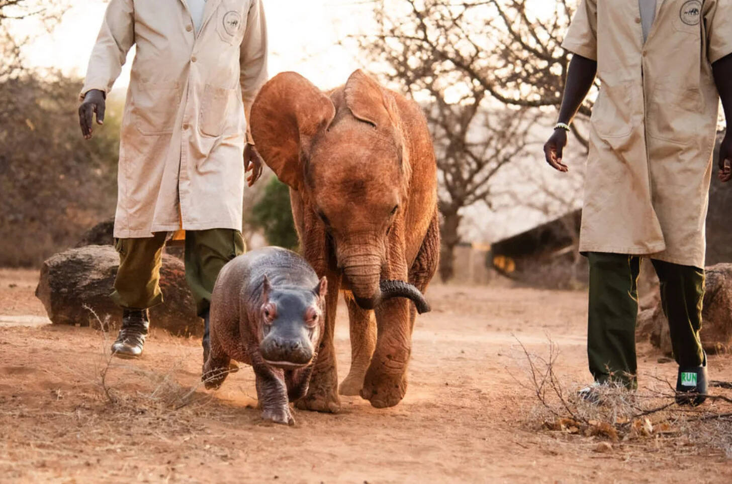 The young hippo has also developed a friendship with orphaned elephant Wangalla. (Photo: Sheldrick Wildlife Trust) The young hippo has also developed a friendship with orphaned elephant Wangalla.