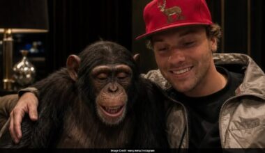 Man Vs Chimpanzee: MMA Fighter's Fight Plan Ends With Call To Protect Wildlife