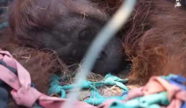 Orangutan rescued in Indonesia forest hit by fire
