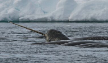 ‘Unicorns of the sea’ help scientists spot danger in the Arctic