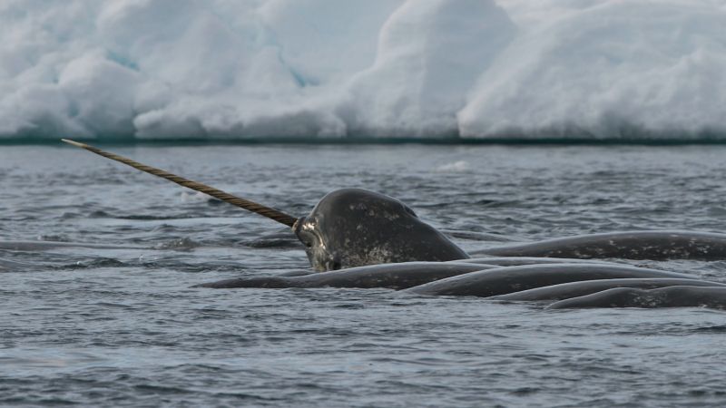 ‘Unicorns of the sea’ help scientists spot danger in the Arctic