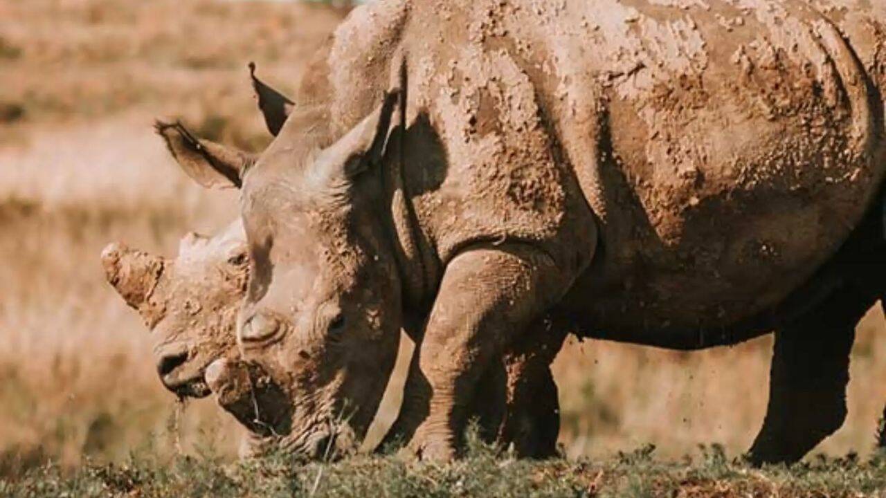 Jane Goodall Institute reports that only around 3,000 black rhinoceroses remain. Image Credit: Wildlife and Conservation Foundation Which animals remain targets under trophy hunting