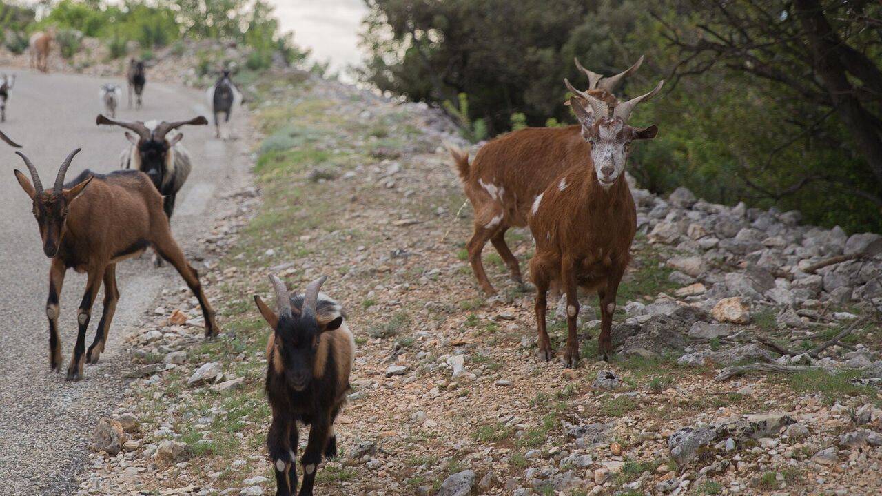 Why were goats removed from the Seychelles island after 50 years of introduction