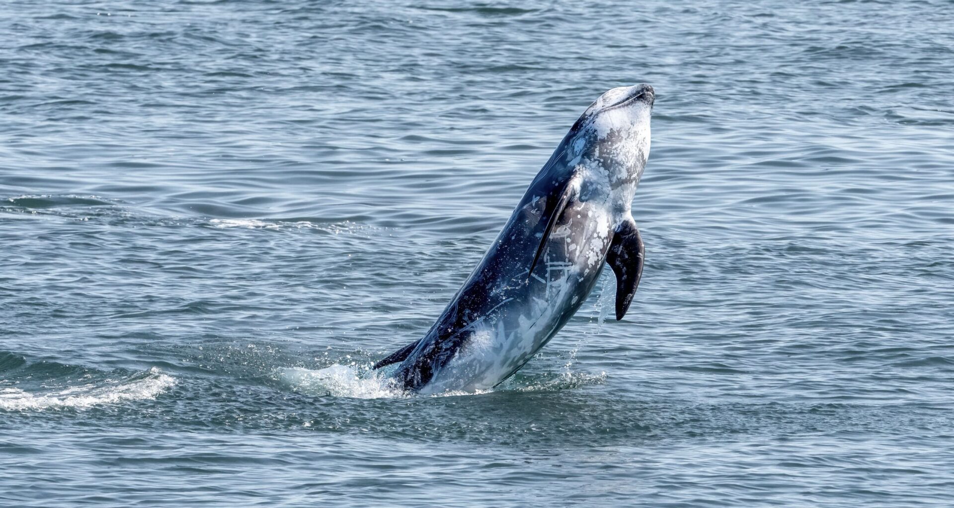 Photographer captures octopus riding rarely seen dolphin, provides valuable evidence for ongoing research