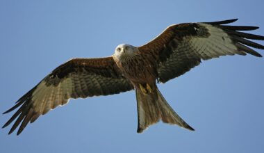 NPWS ask for vigilance after red kite poisoning in Carlow