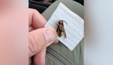 Operation under way to remove Asian hornet nest in Cork