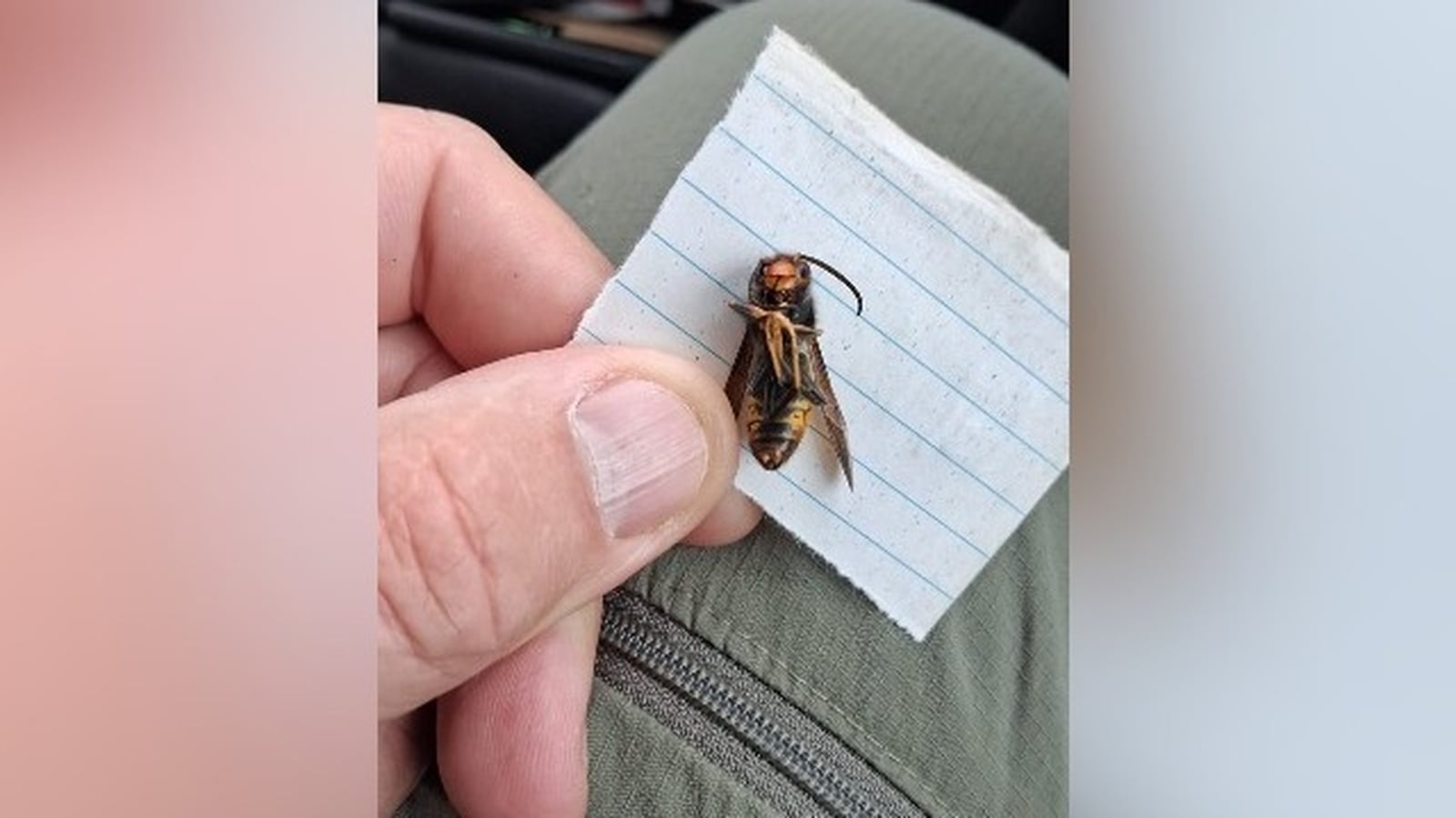 Operation under way to remove Asian hornet nest in Cork