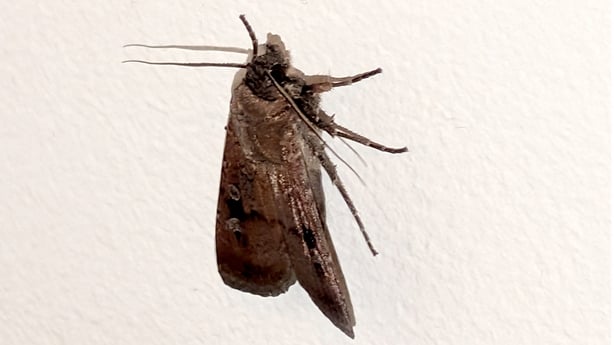 A Bogong moth is seen on a wall of a house in Sydney