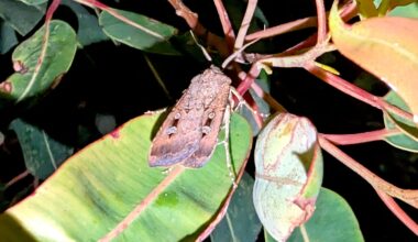 Return of Bogong moth has Australia in a flutter