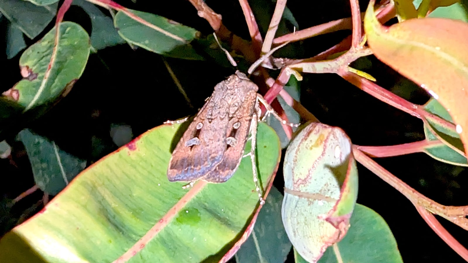 Return of Bogong moth has Australia in a flutter