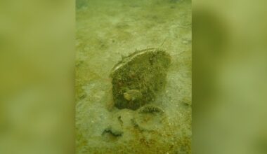 'Extraordinarily rare' mussel discovered off Co Kerry