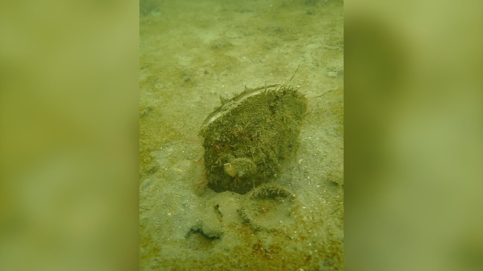 'Extraordinarily rare' mussel discovered off Co Kerry