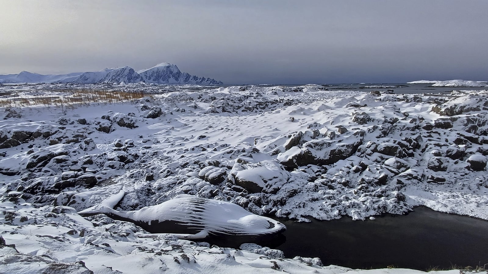Kerry man's photo of whale recognised by wildlife contest