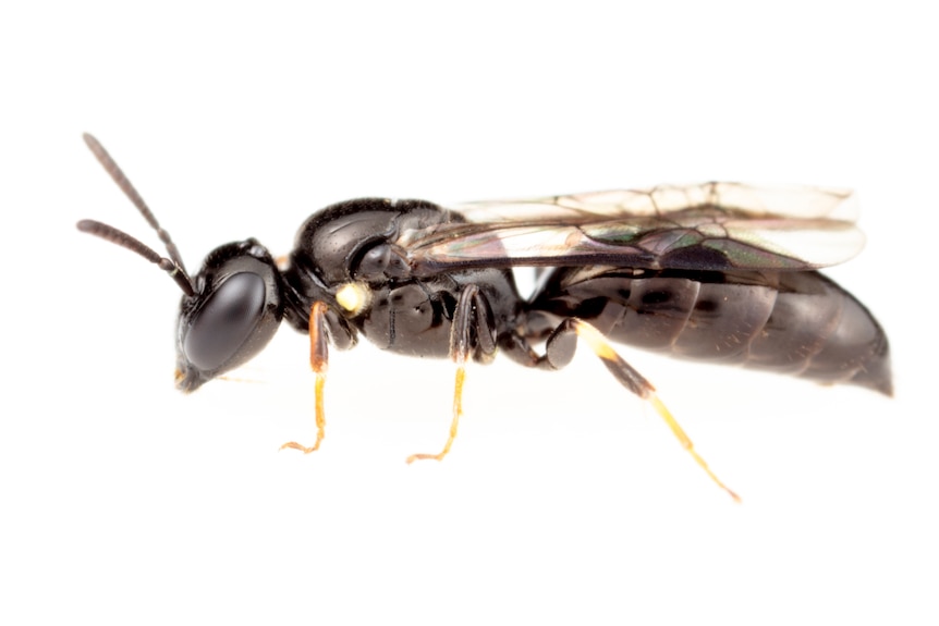 A extreme close-up of a dark-coloured bee.