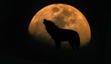 Harvest Full Moon Over Marl Lake