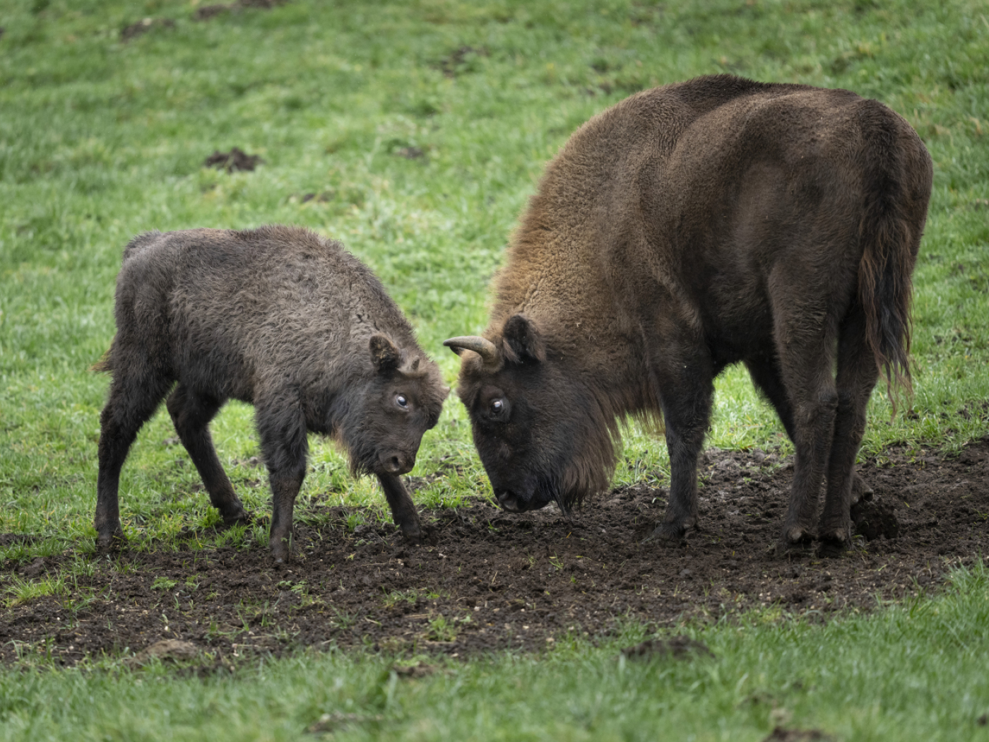 According to the report, the Solothurn Jura landscape is suitable for bison