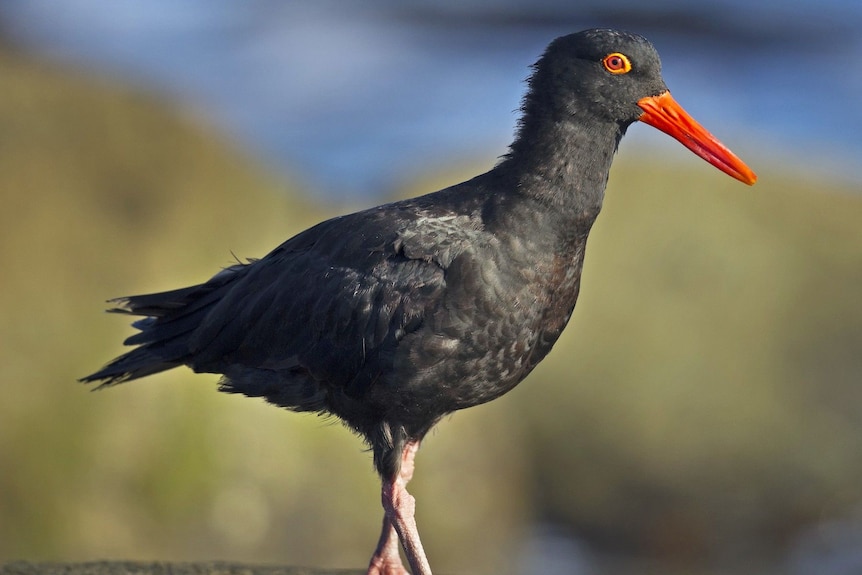 A black bird with an orange-red beak and orange circles around its eyes.