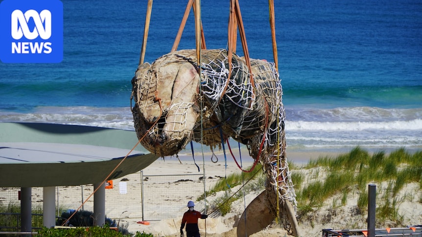 Whale carcass at City Beach removed after delays, sent for landfill burial
