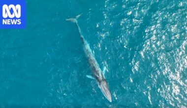 Drones photograph two rare fin whales as they migrate north along WA's coast