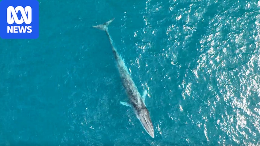Drones photograph two rare fin whales as they migrate north along WA's coast