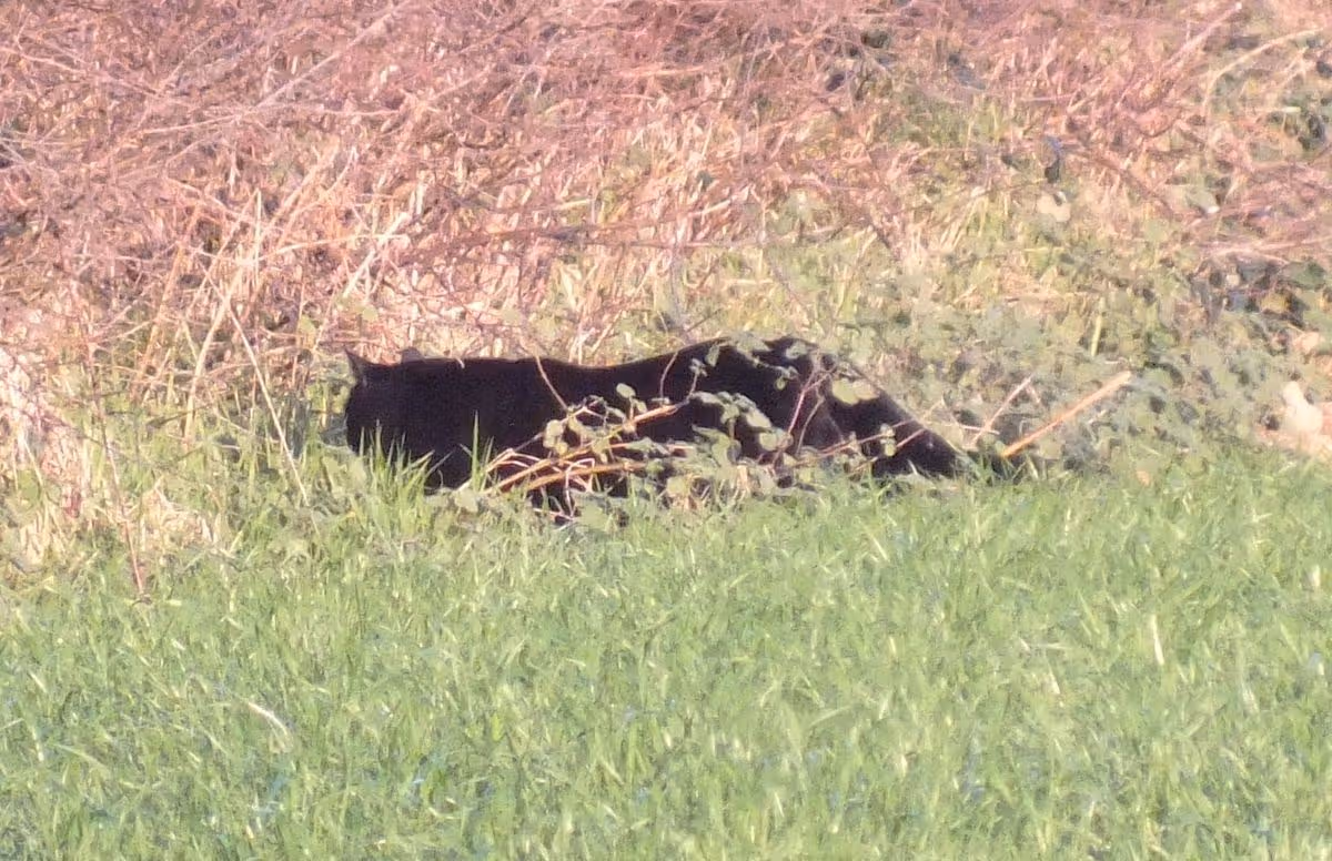 Nine-year-old Jessica spotted what appears to be a big cat in Newquay and snapped these pictures on New Year's Eve using her new camera she got from Father Christmas.