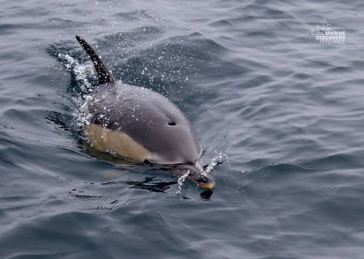 The wildlife tour also saw dolphins