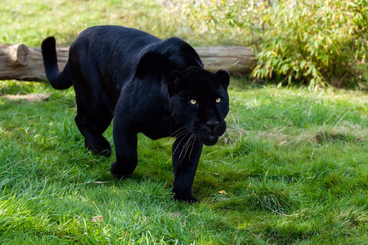 A stock image of a black jaguar, also known as a panther