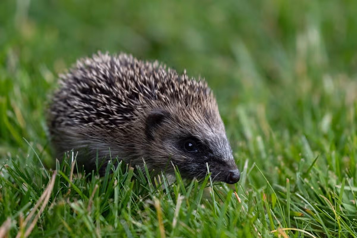 Hedgehog closeup