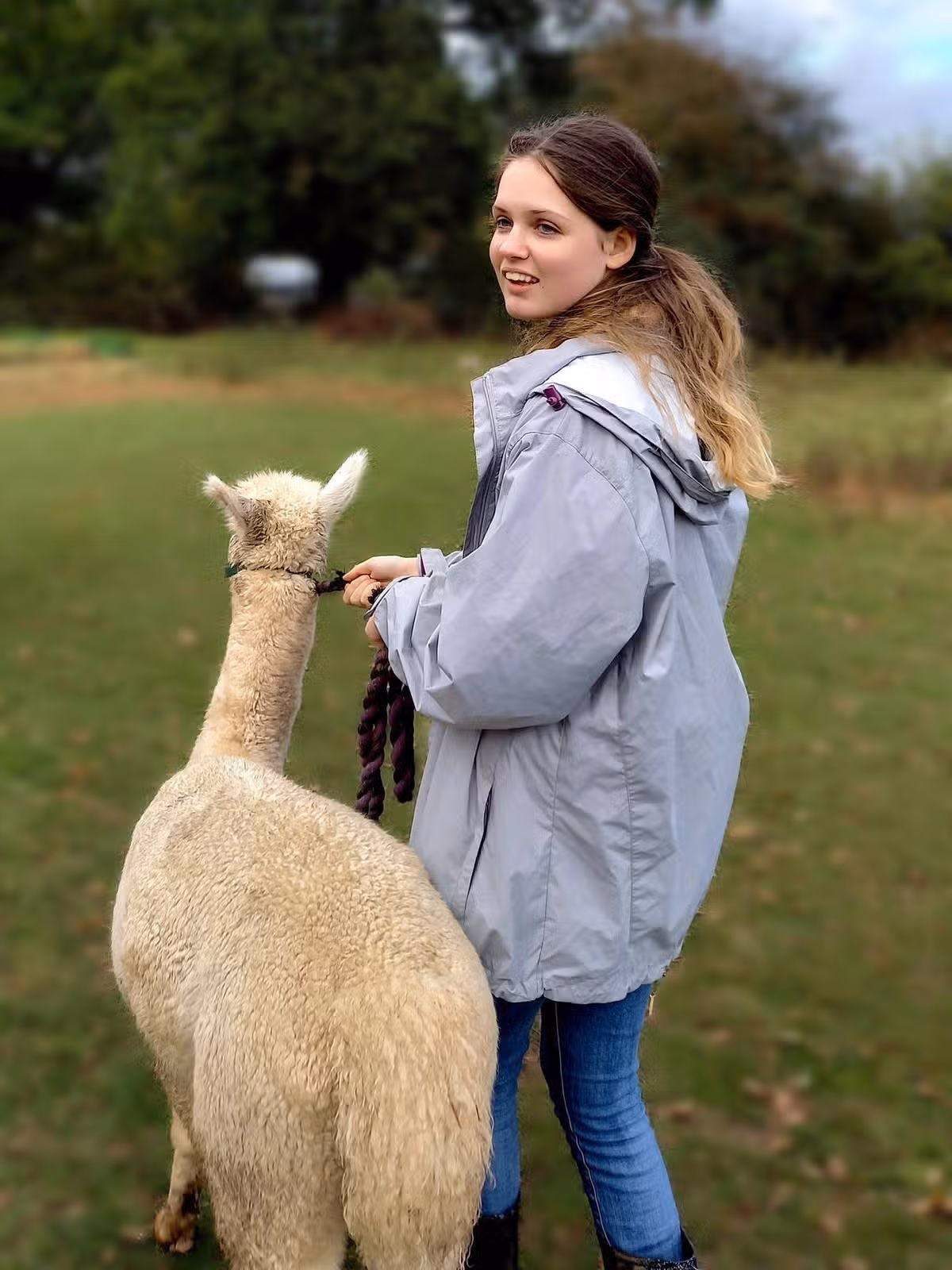 An individual, dressed in a gray jacket and jeans, is standing beside an alpaca in a grassy field. The person is holding the alpaca's leash.