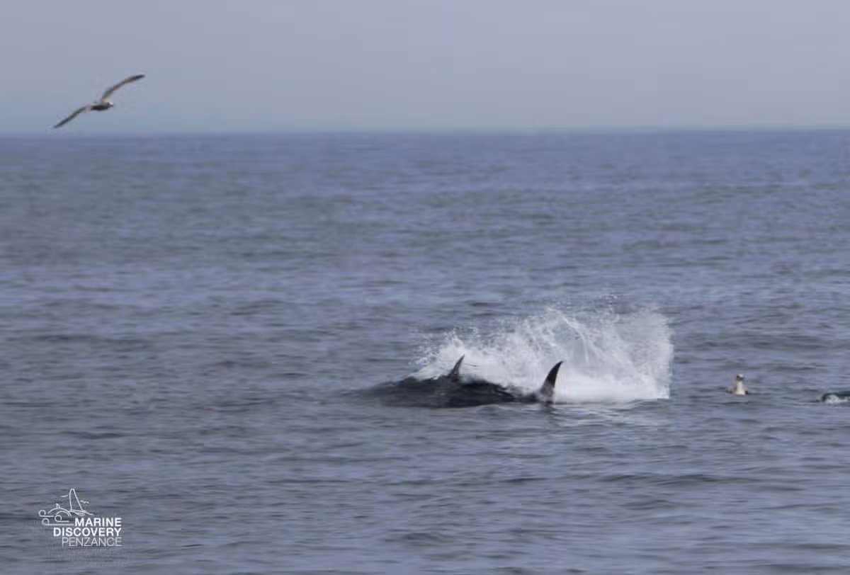 The wildlife tour was also treated to a tuna sighting