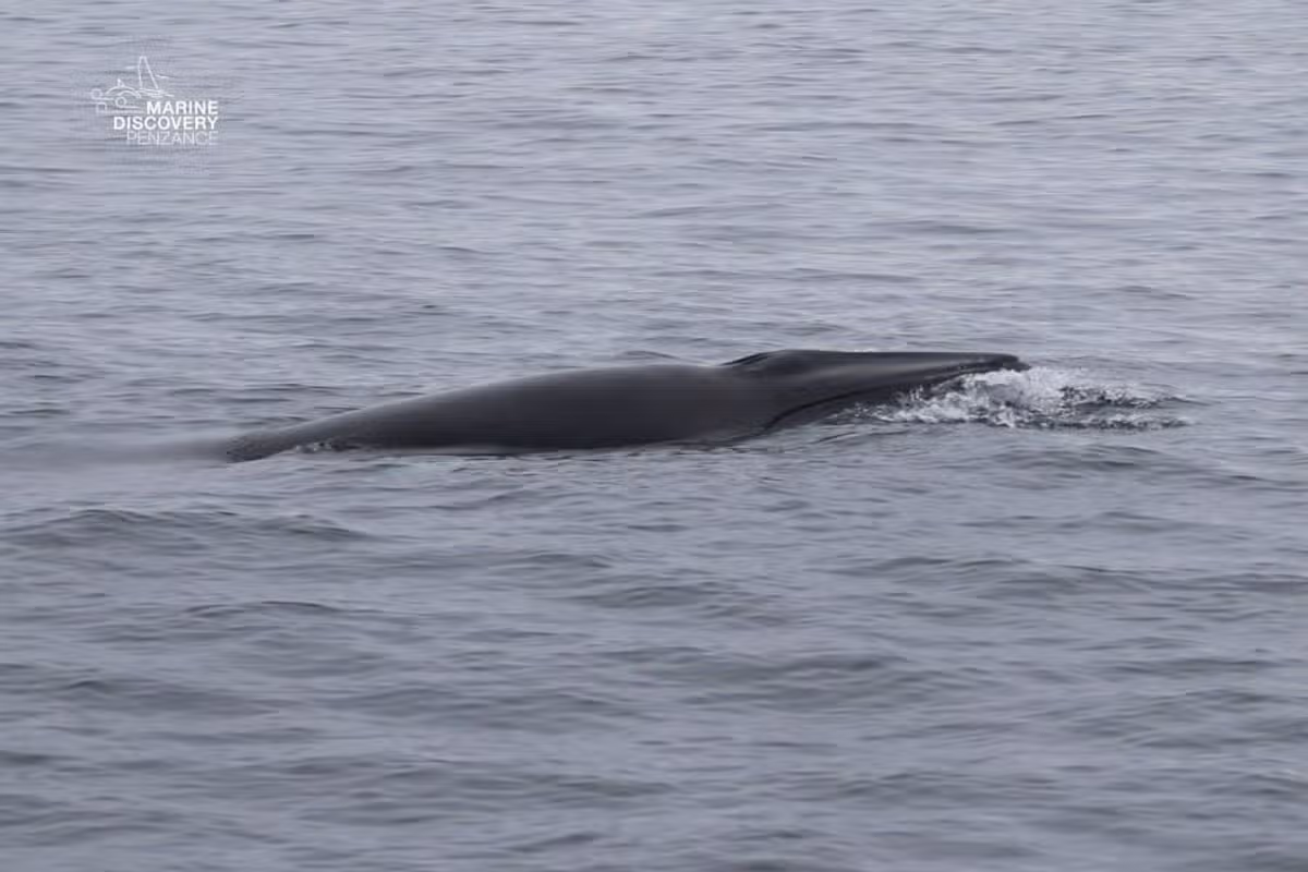 A curious minke whale was spotted by a Marine Discovery Penzance tour