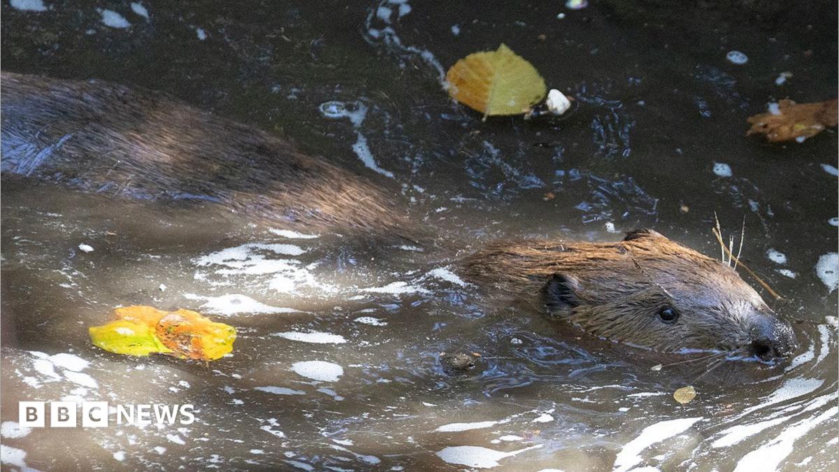 A beaver swimming in a river. There are leaves on the water.
