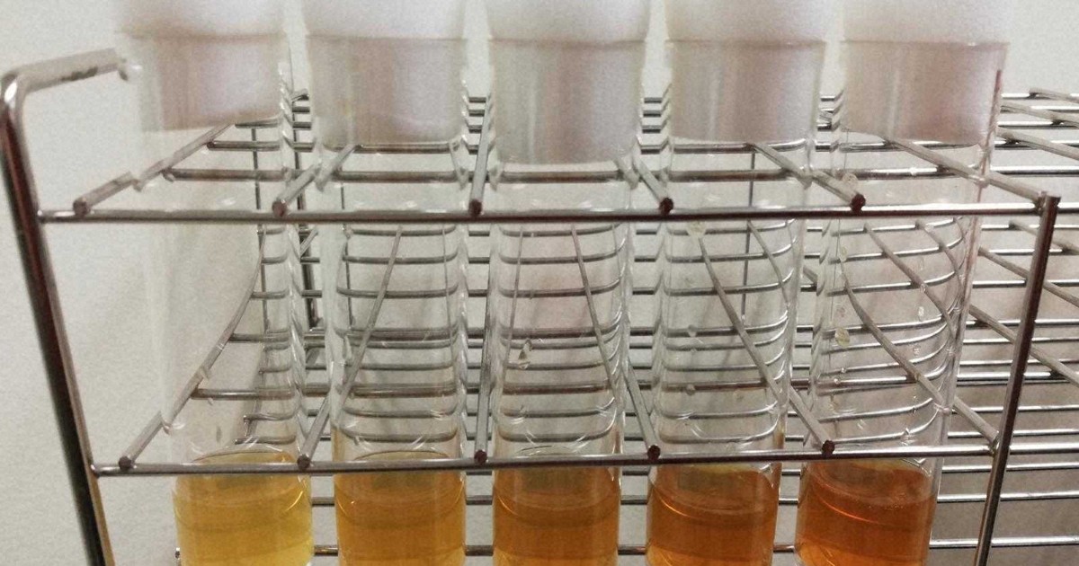 Fruit fly studies back Japanese saying about eating in moderation