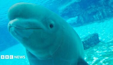 One of the Marineland beluga whales peers through the glass of Marineland's underwater viewing area.