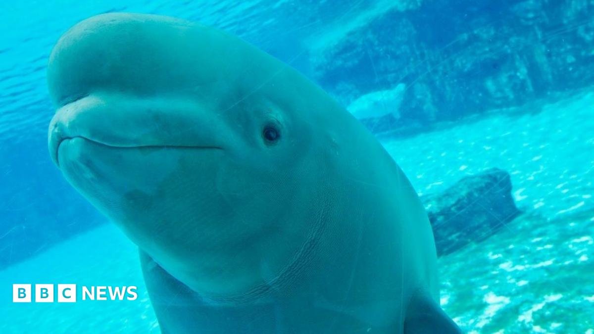 One of the Marineland beluga whales peers through the glass of Marineland's underwater viewing area.