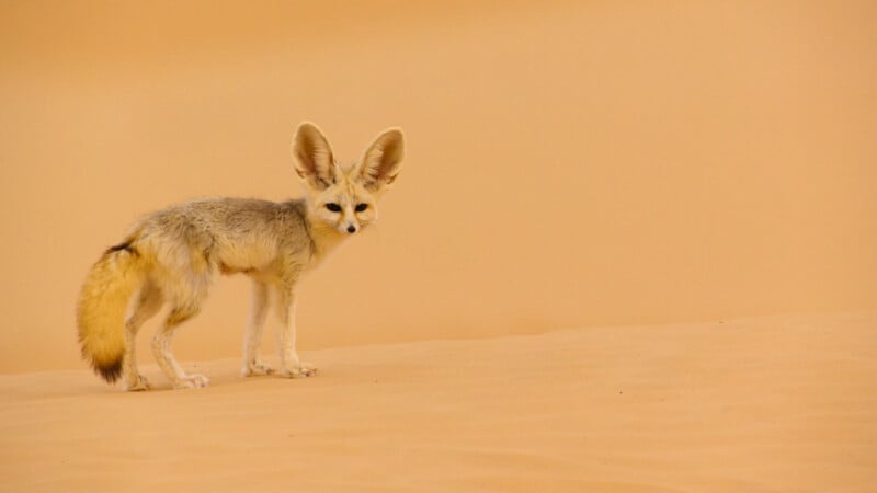 A pale fennec fox with large ears stands on a sand dune against a solid tan background.